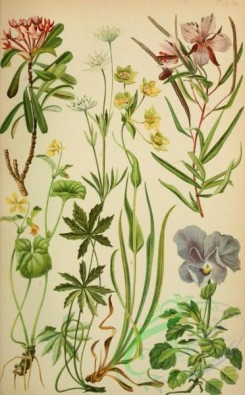 alpine_plants-00821 - 018-viola biflora, viola calcarata, daphne striata, epilobium fleischeri, astrantia minor, bupleurum ranunculoides