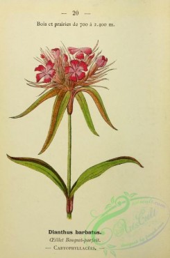 alpine_plants-00853 - 020-dianthus barbatus