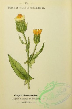 alpine_plants-00937 - 104-crepis blattarioides