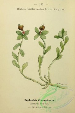alpine_plants-00969 - 136-euphorbia chamaebuxus
