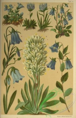 alpine_plants-00988 - 011-Rampion, Bellflowers, Few-flowered Rampion, Hemispherical Rampion, Bearded Bellflower, Dwarf Bellflower, Spiked Bellflower