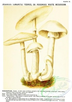 amanita-00107 - Poisonous White Mushroom, agaricus (amanita) vernus