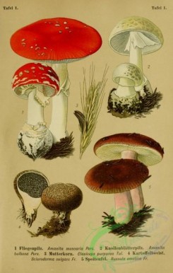 amanita-00147 - amanita muscaria, amanita bulbosa, claviceps purpurea, scleroderma vulgare, russula emetica