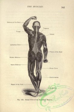 anatomy-00202 - 002