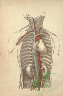 anatomy-00205 - 002