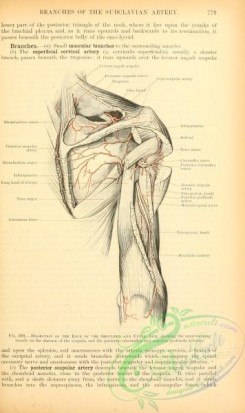 anatomy-00269 - 238