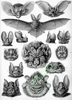 animals_collages-00031 - Chiroptera [2314x3220]