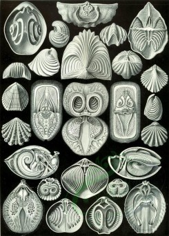 animals_collages-00102 - Spirobranchia [2373x3312]