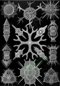 animals_collages-00103 - Spumellaria [2344x3324]