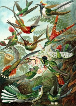 animals_collages-00117 - Trochilidae [2359x3308]