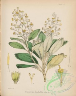 antarctic_plants-00009 - brachyglottis elaeagnifolia