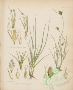 antarctic_plants-00014 - carex breviculmis, carex colensoi, carex acicularis