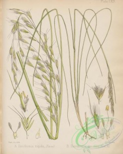 antarctic_plants-00020 - danthonia rigida, danthonia gracilis