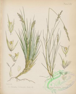 antarctic_plants-00024 - ehrarta colensoi, deyeuxia setifolia