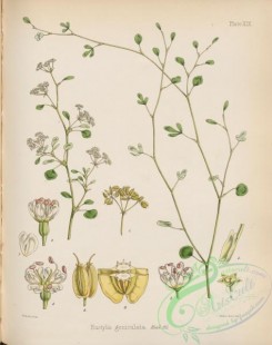 antarctic_plants-00026 - eustylis geniculata