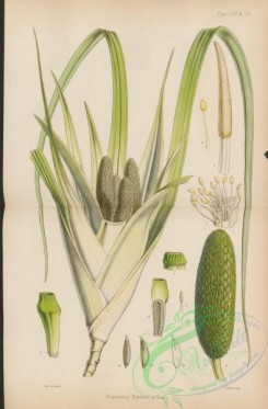 antarctic_plants-00028 - freycinetia banksii