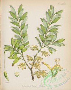 antarctic_plants-00035 - loranthus flavidus