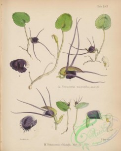 antarctic_plants-00038 - nematoceras oblonga, nematoceras macrantha