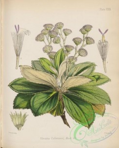 antarctic_plants-00041 - olearia colensoi