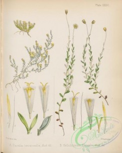 antarctic_plants-00053 - raoulia tenuicaulis, helichrysum filicaule