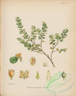 antarctic_plants-00055 - suttonia nummularia