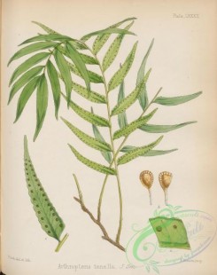 antarctic_plants-00062 - arthropteris tenella