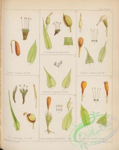 antarctic_plants-00065 - bryum, funaria, bartramia, physcomitrion, entosthodon