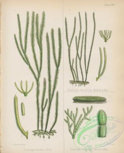 antarctic_plants-00067 - caulerpa brownii, caulerpa furcifolia, cladophora lyallii