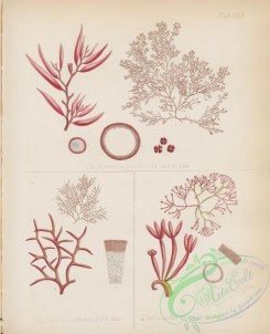 antarctic_plants-00070 - chylocladia umbellata, chrysymenia polydactyla, Gigartana chapmamii