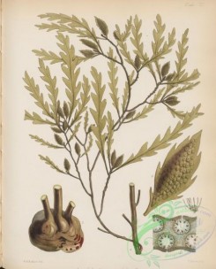 antarctic_plants-00090 - landsburgia quercifolia