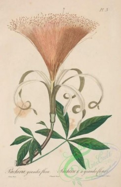 antilles_flora-00003 - 003-pachiria grandisflora