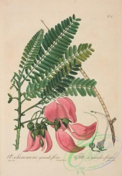 antilles_flora-00006 - 006-oeschinomene grandiflora