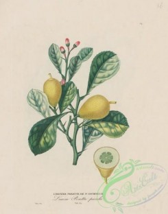 antilles_flora-00054 - 017-Lemon