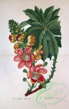 antilles_flora-00085 - 010-couroupita guianensis