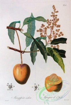 antilles_flora-00090 - 015-mangifera indica