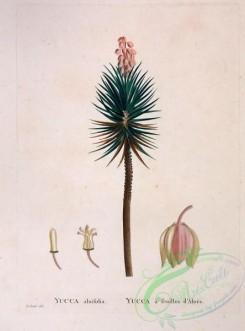 antilles_flora-00104 - 029-yucca aloifolia