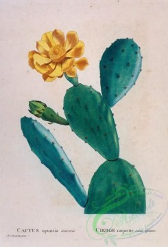 antilles_flora-00109 - 034-cactus opuntia