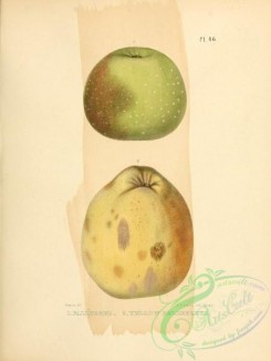 apple-04170 - Fallwater Apple, Yellow Bellefleur Apple