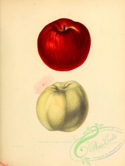 apple-04172 - Galway Red Apple, Gloria Mundi Apple