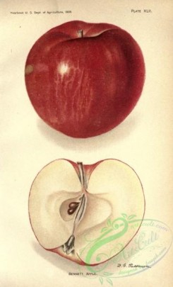 apple-04280 - Bennett Apple