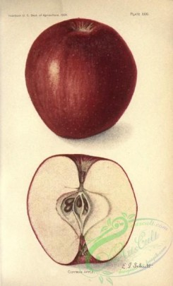 apple-04283 - Coffman Apple