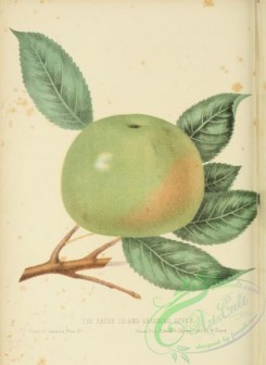 apple-04322 - Rhode Island Greening Apple