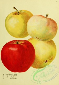 apple-04340 - Golden Sweet Apple, Talmon Sweet Apple, Bailey Sweet Apple, Sweet Bough Apple