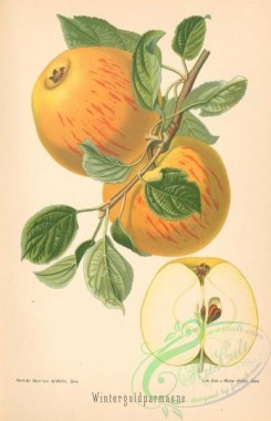 apple-04681 - 023-Apple Wintergoldparmaene (Ger)