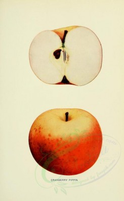 apples-00009 - Apple, 009 [2099x3395]