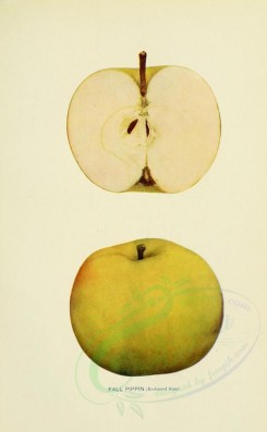 apples-00014 - Apple, 014 [2099x3395]