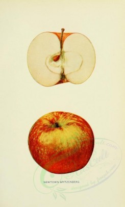apples-00090 - Apple, 090 [2068x3416]