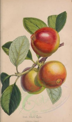 apples-00183 - Irish Peach Apple [2330x3922]