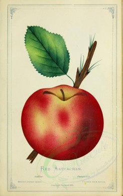 apples-00193 - Apple - Red Astrachan [2716x4297]