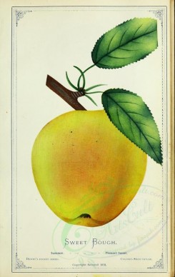 apples-00197 - Apple - Sweet Bough [2716x4297]